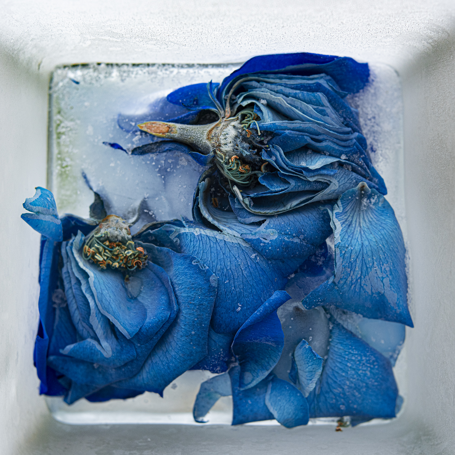 Anna Fritzel Blue Rose